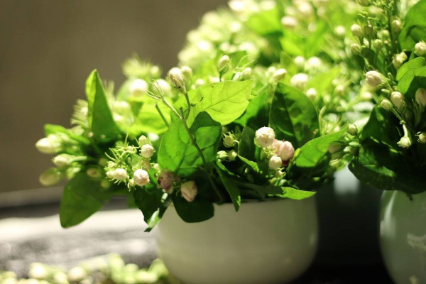 北方地區(qū)如何養(yǎng)茉莉花