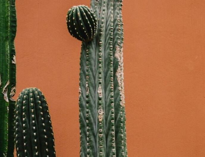 仙人球長(zhǎng)小球要修剪嗎，最好把這些小球進(jìn)行移栽