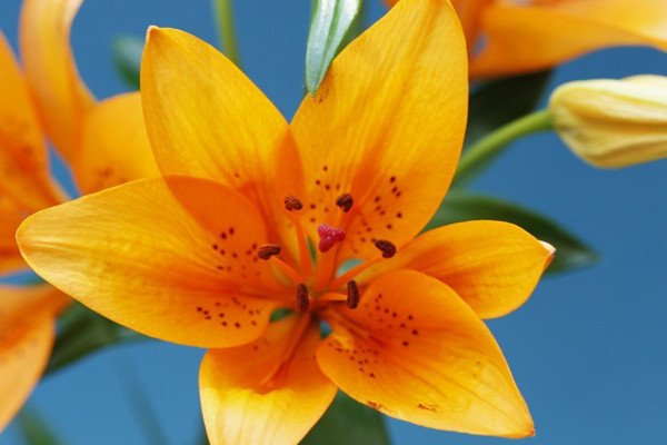 百合花可以反復(fù)開(kāi)花嗎