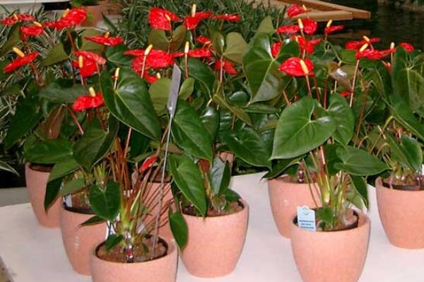 紅掌怎么養(yǎng)長得快，掌握正確的養(yǎng)護方法是關(guān)鍵