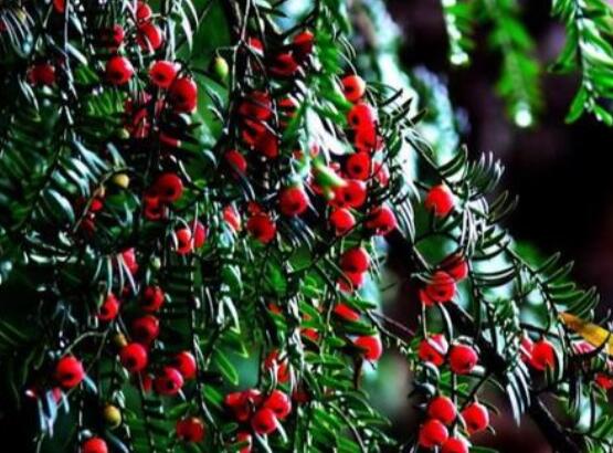 紅豆杉的正確食用方法，盤點營養(yǎng)價值最高四種方法