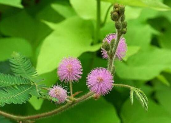 含羞草對(duì)人體有害嗎，微毒無(wú)害/美化家居、凈化空氣