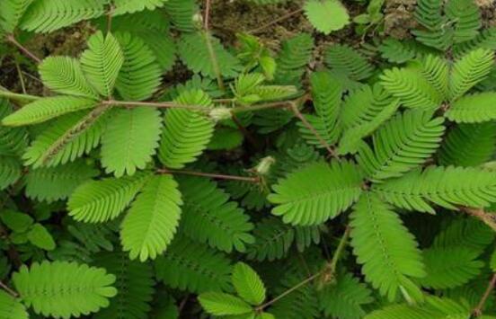 常碰含羞草有毒嗎，導(dǎo)致頭發(fā)眉毛發(fā)黃脫落(最好避免)