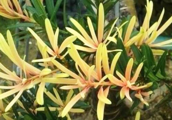 什么品種羅漢松最貴，珍珠羅漢松當之無愧(售價高達上百萬)