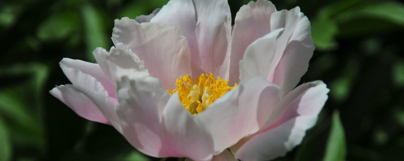 春天栽的芍藥不開(kāi)花怎么辦