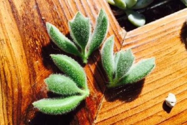 熊童子怎么繁殖，熊童子扦插繁殖方法