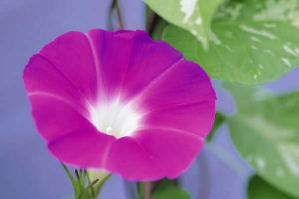 牽?；ㄌ倏梢猿詥? src="/nongchan/d/file/20201223/r4vclq3pen5.jpg" / data-BCZg="5OtiQF"></p>
<p data-dGfP="xvrdu1">
	牽?；ㄌ偈强梢猿缘模且环N無(wú)毒的植物，吃了之后不會(huì)導(dǎo)致人體中毒，但是它主要是被人們用來(lái)觀賞的，它的藤蔓口感并不好，食用價(jià)值不高，所以最好不要食用，有些人吃了還有可能會(huì)出現(xiàn)不適的癥狀。</p>
<p data-0IIE="gWg4yO">
	<strong data-z9E0="7AZsZ6">2、植株特征</strong></p>
<p data-En3C="6dK7aG">
	<img alt=