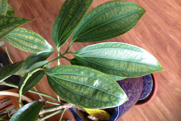 平安樹(shù)葉子干枯是怎么回事，環(huán)境變化過(guò)大要養(yǎng)護(hù)一段時(shí)間