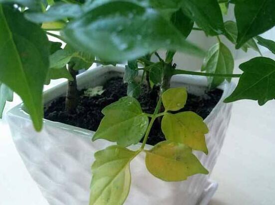 幸福樹(shù)葉子一碰就掉，教你四種原因以及解決方法