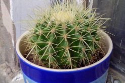 仙人球澆水方法，不同的季節(jié)植株對水分的需求不同