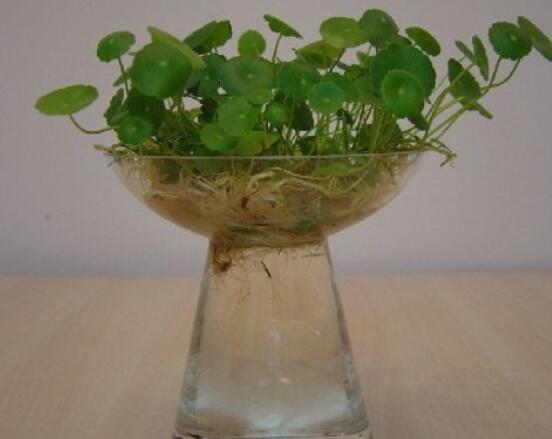 銅錢草水培好還是土培好，水培和土培兩者皆好