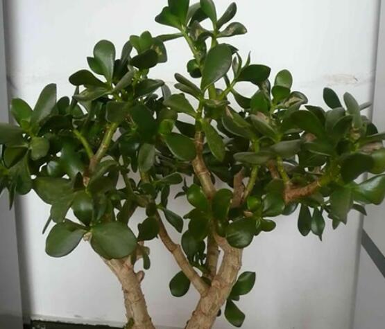 燕子掌能放在室內(nèi)養(yǎng)嗎，能/吸收有害氣體、釋放氧氣(身體健康)