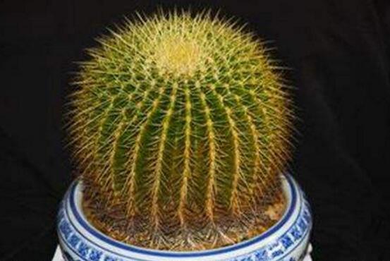 仙人掌適合在室內(nèi)養(yǎng)嗎，吸收輻射、釋放氧氣