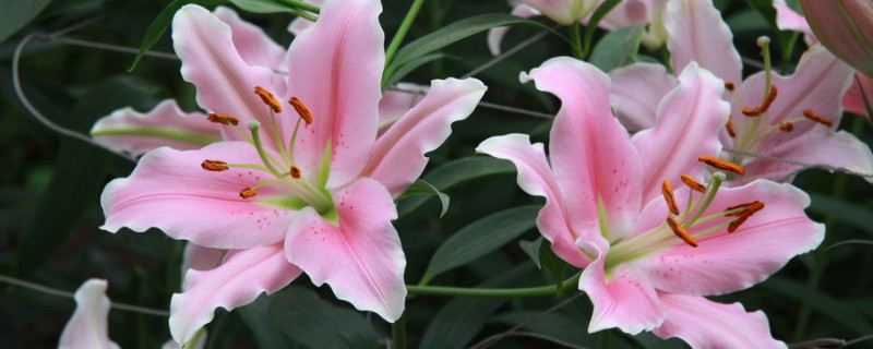 如何讓百合分叉多開(kāi)花