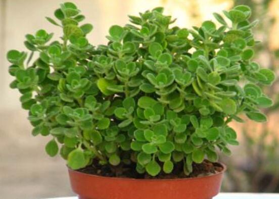 碰碰香怎么扦插，春夏秋季均可/以最基部枝條為主