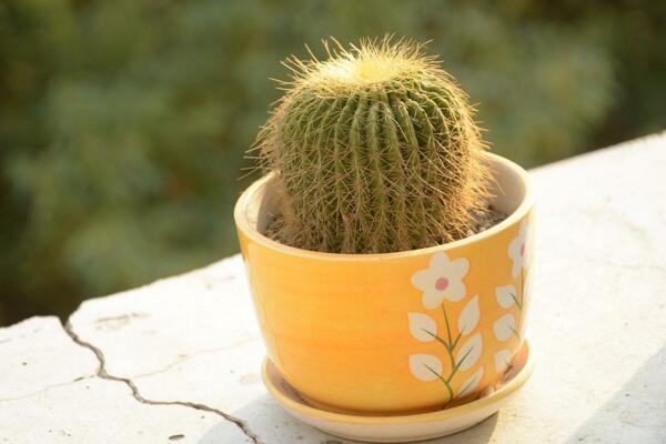 如何養(yǎng)好仙人球，做好以下5點最為關(guān)鍵