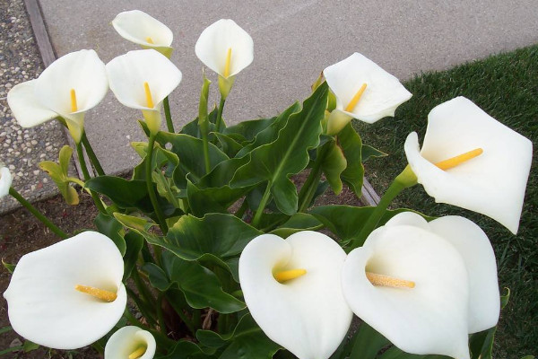 馬蹄蓮花怎么養(yǎng)，使用肥沃疏松養(yǎng)分足的粘壤土栽培