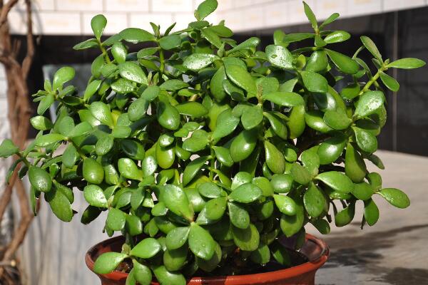 燕子掌會開花嗎，可以開花但是開花難度較高