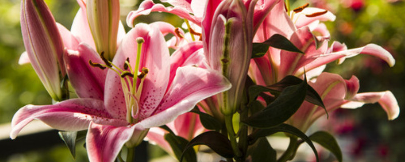 香水百合一年開(kāi)幾次花