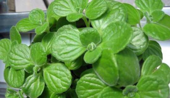 碰碰香的養(yǎng)殖方法，土壤陽(yáng)光澆水施肥修剪病蟲(chóng)害缺一不可