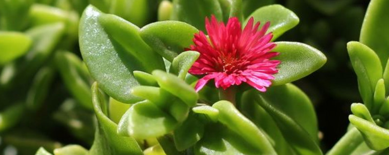 水培牡丹吊蘭的養(yǎng)殖方法和注意事項