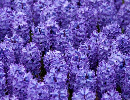 風(fēng)信子象征著什么意思，重生的愛/不同花色不同象征意義