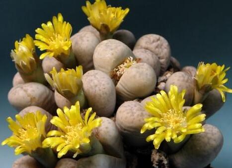 生石花花語是什么，不要送錯(cuò)/代表著堅(jiān)強(qiáng)的性格