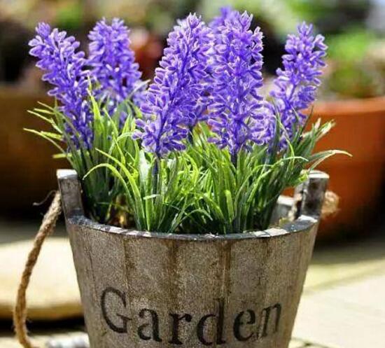 薰衣草怎么扦插，薰衣草的繁殖方法