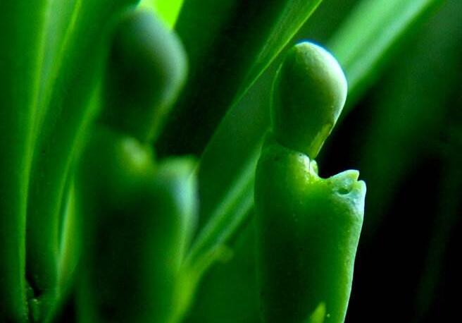 羅漢松果泡酒的方法，制作過程的4步驟