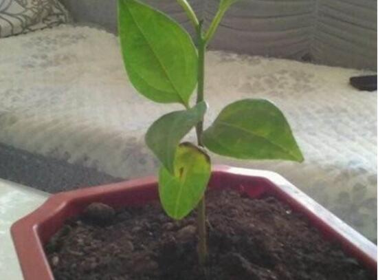 平安樹怎么繁殖，平安樹扦插方法圖解