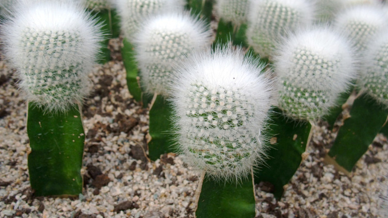 仙人球小苗的養(yǎng)護