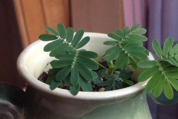 盆栽含羞草的養(yǎng)殖方法和注意事項(xiàng)