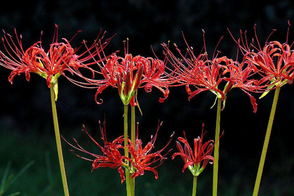 彼岸花冬天會不會發(fā)芽
