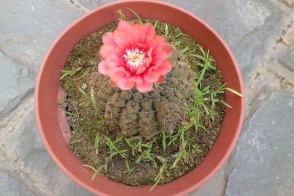 仙人球怎么種植，仙人掌種植經(jīng)驗分享