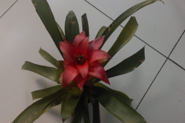 鴻運(yùn)當(dāng)頭怕凍嗎