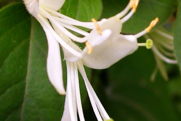 金銀花怎么繁殖