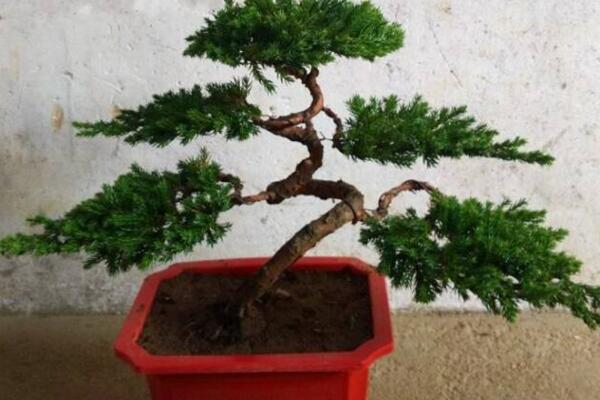 小羅漢松能長大嗎，能長大但生長速度施肥緩慢