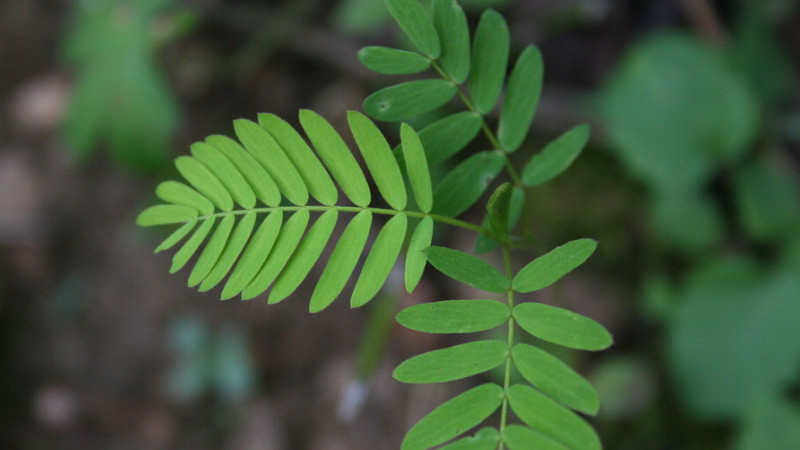含羞草幼苗怎么養(yǎng)護(hù)