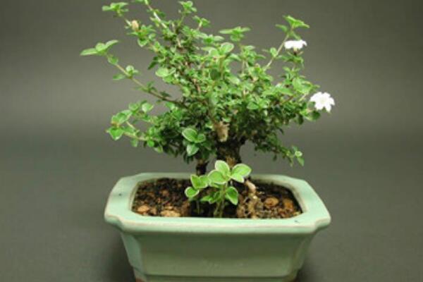 六月雪適合室內(nèi)養(yǎng)殖嗎，做好通風(fēng)可以養(yǎng)在室內(nèi)