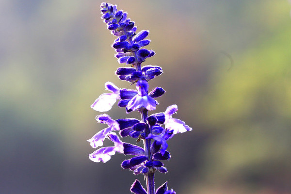 薰衣草的花語(yǔ)是什么，等待愛(ài)情/幸福長(zhǎng)久等