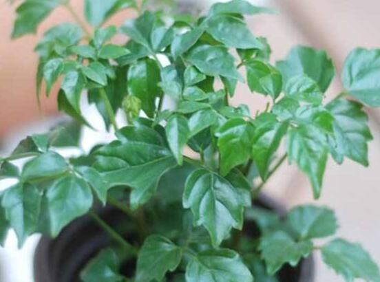 幸福樹(shù)開(kāi)花什么預(yù)兆、寓意著家庭和睦，幸?？鞓?lè)(吉兆)