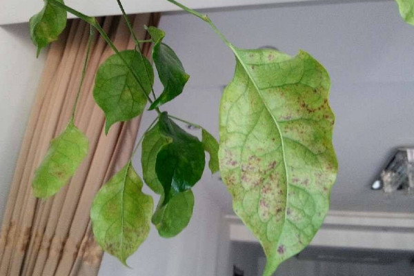 幸福樹上有白色絮狀物怎么辦，修剪后噴灑藥劑