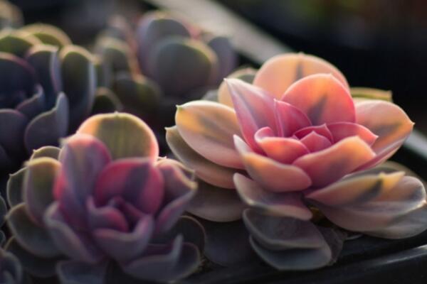 寶石花的花語(yǔ)及傳說(shuō)，代表著富貴、永恒