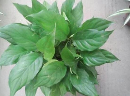 萬年青開花代表什么，富貴吉祥,健康長壽