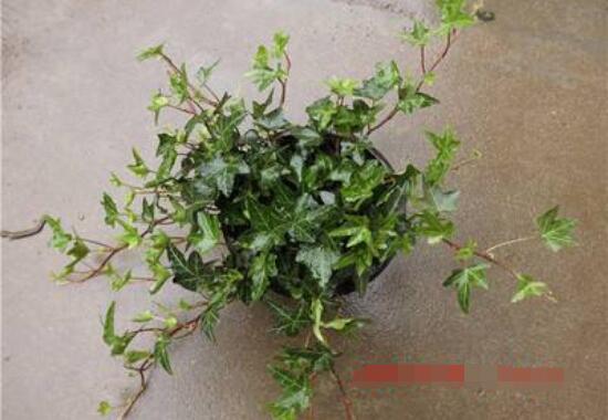 常青藤除甲醛嗎，每平方米可吸收甲醛1.48毫克