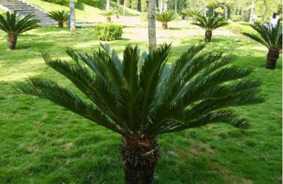 鐵樹爛根怎么辦，鐵樹爛根解決辦法