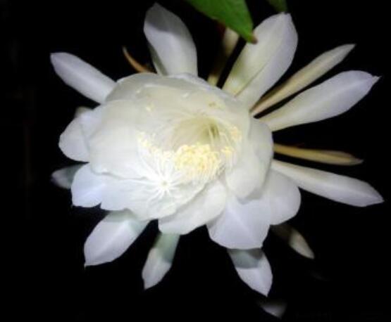 曇花的病蟲害及其防治，詳解四種病蟲害防治大全