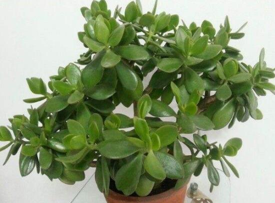 玉樹怎么澆水效果最好，不干不澆、澆則澆透