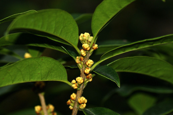 桂花有幾個(gè)品種