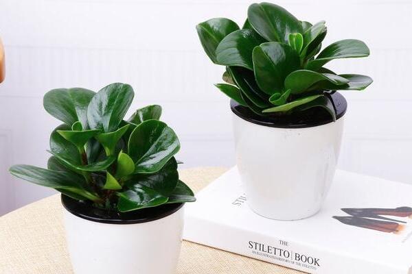 青葉碧玉的養(yǎng)殖方法，掌握5大要點(diǎn)